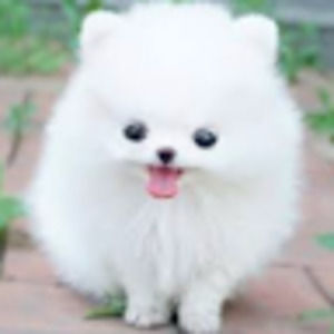 Meet your Posher, Annabelle